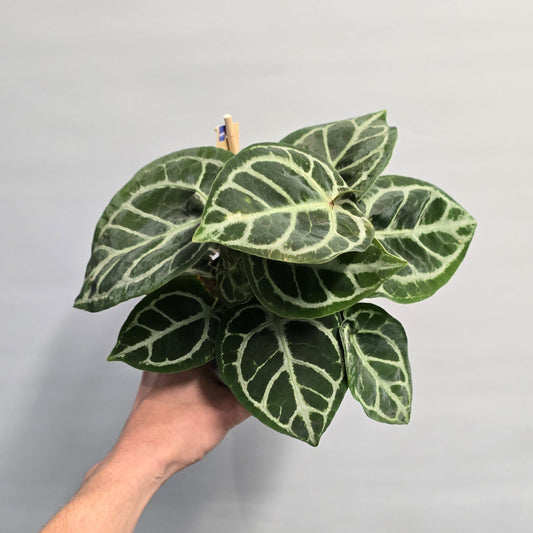 Anthurium Crystallinum x Fluorite