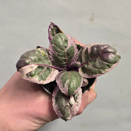 Mini - Hemigraphis Snow White