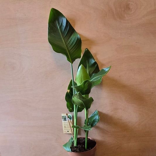 (Auction) Bird of Paradise