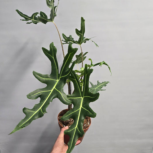 Alocasia Portei - Zebra