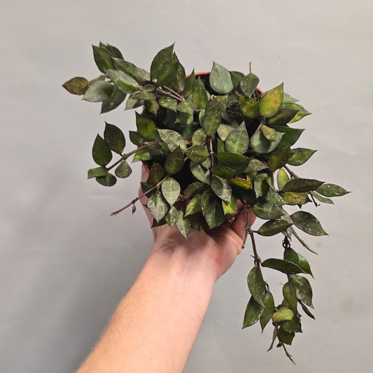 Hoya krohniana Black Leaf