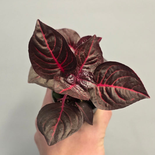 Mini - Iresine Bloodleaf