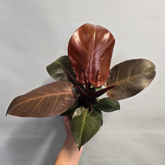 Philodendron Red Cherry