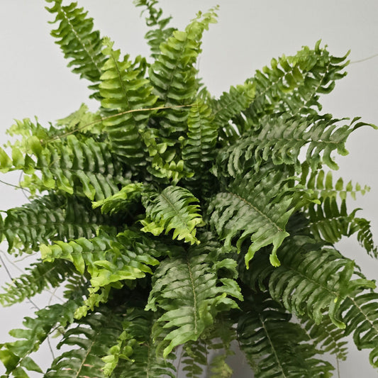 Boston Fern