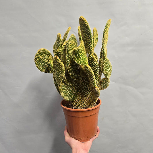 Bunny Ears Cactus - Opuntia Microdasys