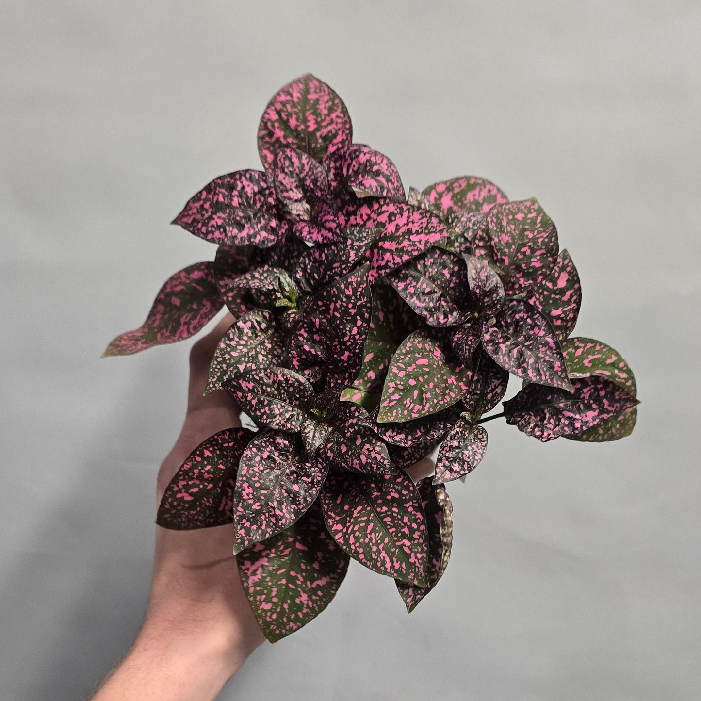 Polka Dot Plants Hypoestes ( 12cm Pots )