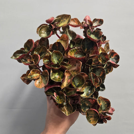 Peperomia metallica - Creme Brulee