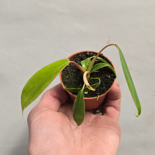 Mini - Philodendron Joepii