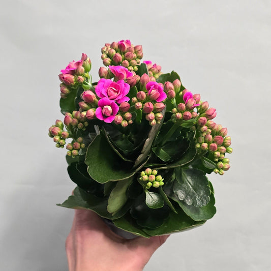 Kalanchoe Calandiva Augusta - Pink Flowers