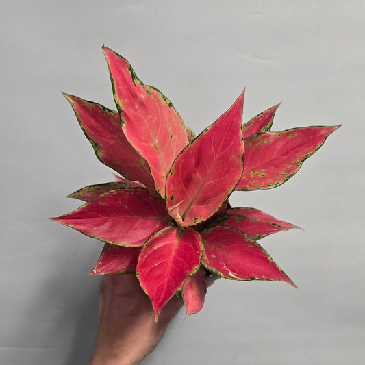 Aglaonema Cherry Baby