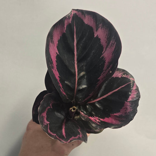 Mini - Calathea Princess Jessie