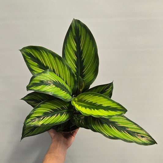 Calathea Beauty Star