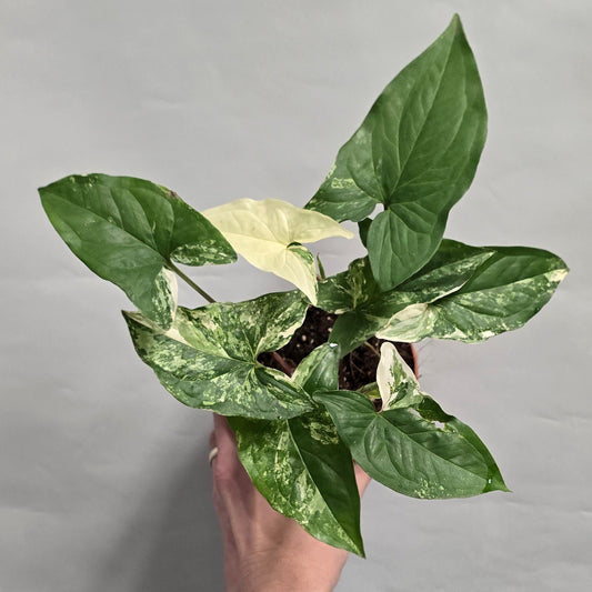 Syngonium Podophyllum Albo Variegata