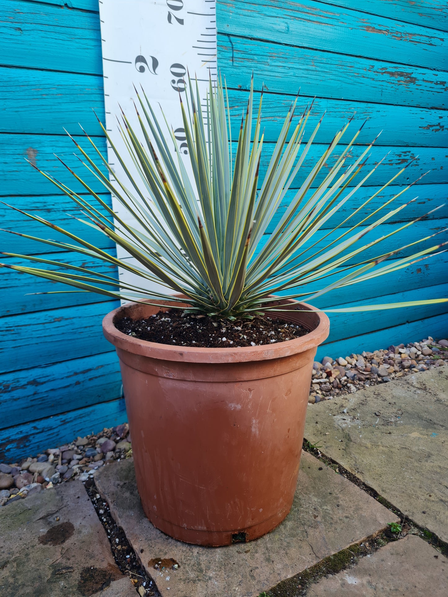 Yucca Rostrata X Rigida