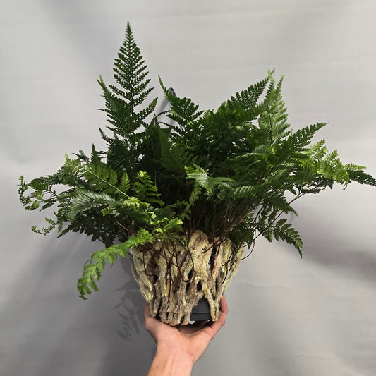 Hanging - Rabbit's Foot Fern - Tyermannii