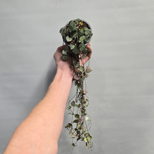 String of Hearts - Ceropegia