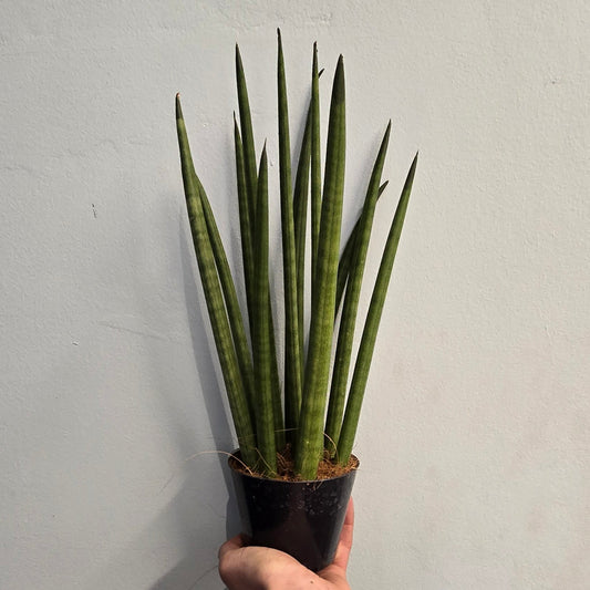 Sansevieria cylindrica - Fernwood Snake Plant 35-40cm