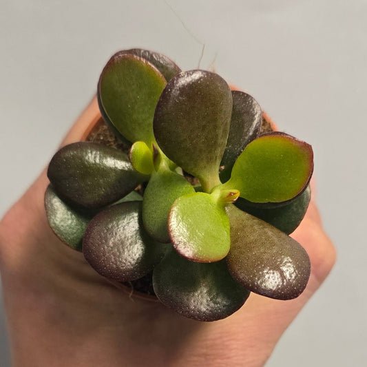 Mini - Red Tip Jade Plant