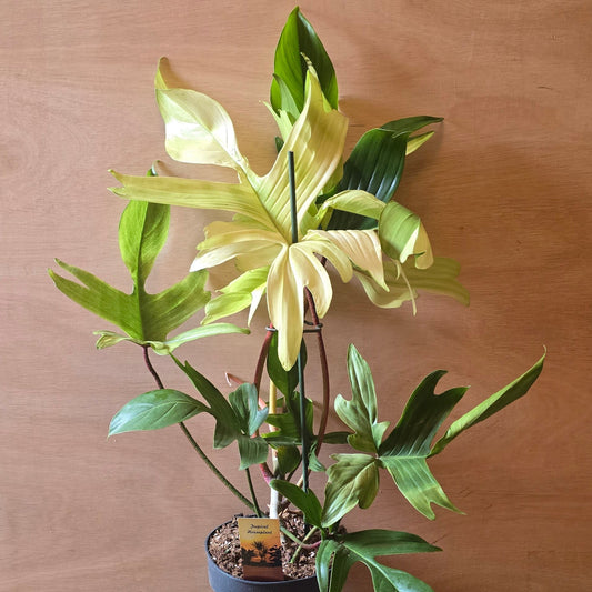 Philodendron Florida Ghost