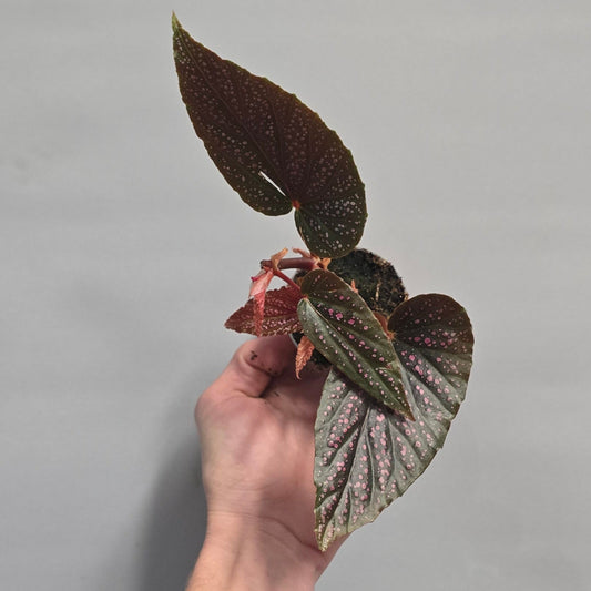 Mini - Begonia Pink spot