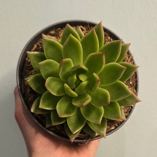 Echeveria - Molded wax