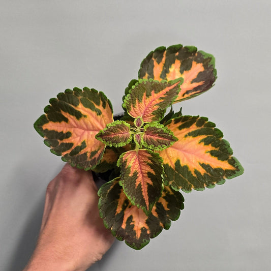 Coleus - Mixed