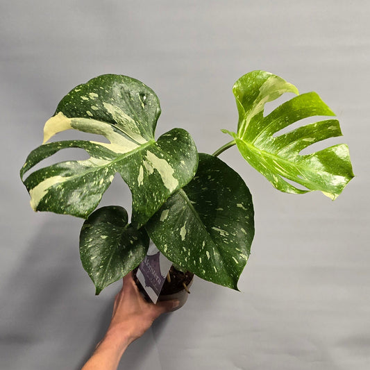 Monstera Thai Constellation