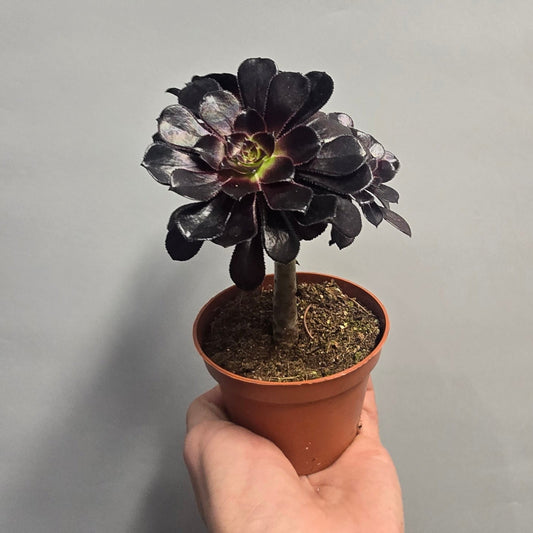 Mini - Aeonium Arboreum Nigrum
