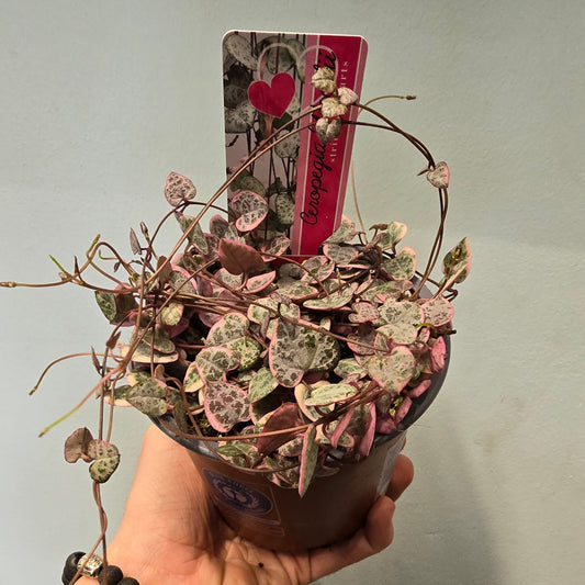 Pink String of Hearts - Ceropegia