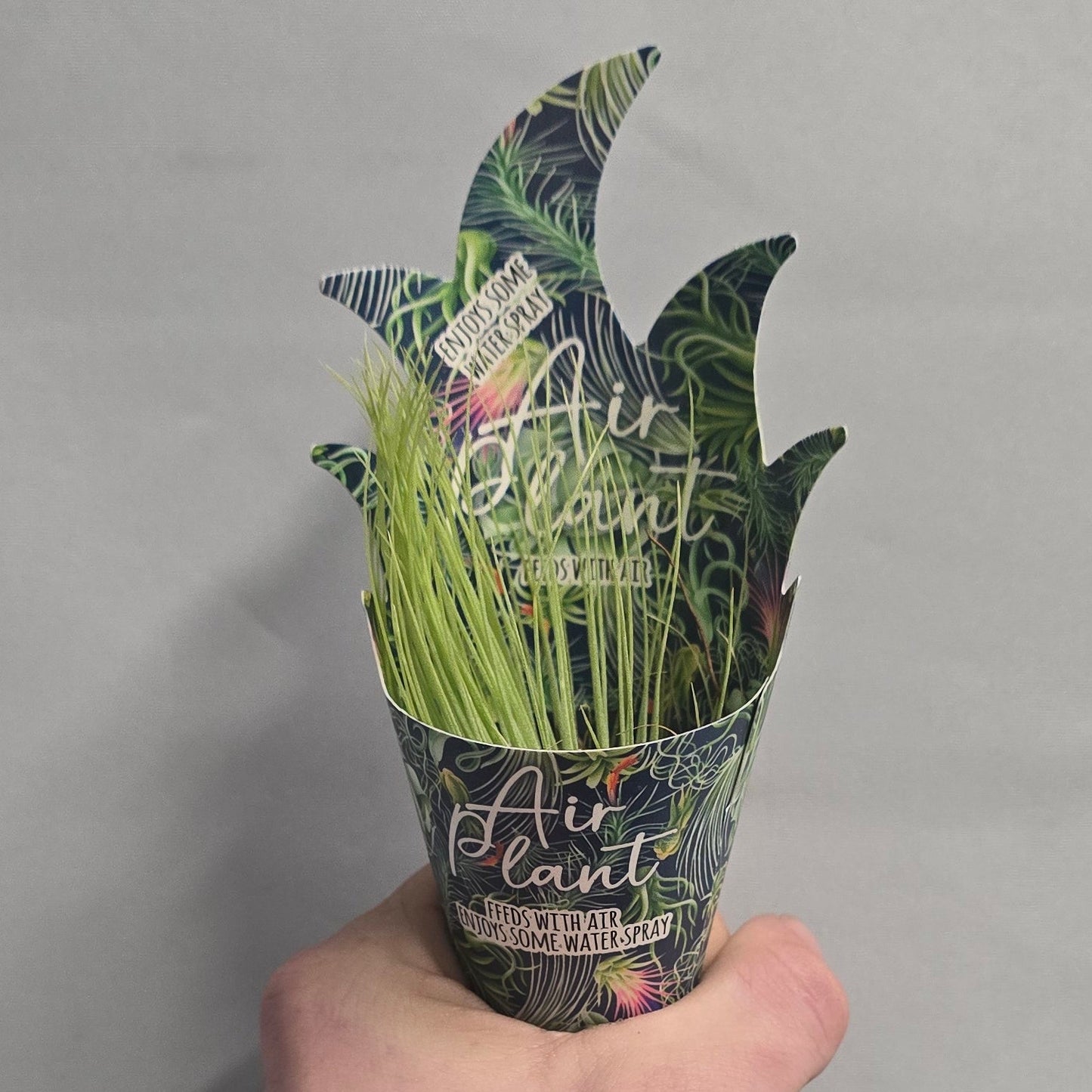 Air Plants - Tillandsia (Options)