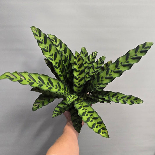 Calathea - RattleSnake