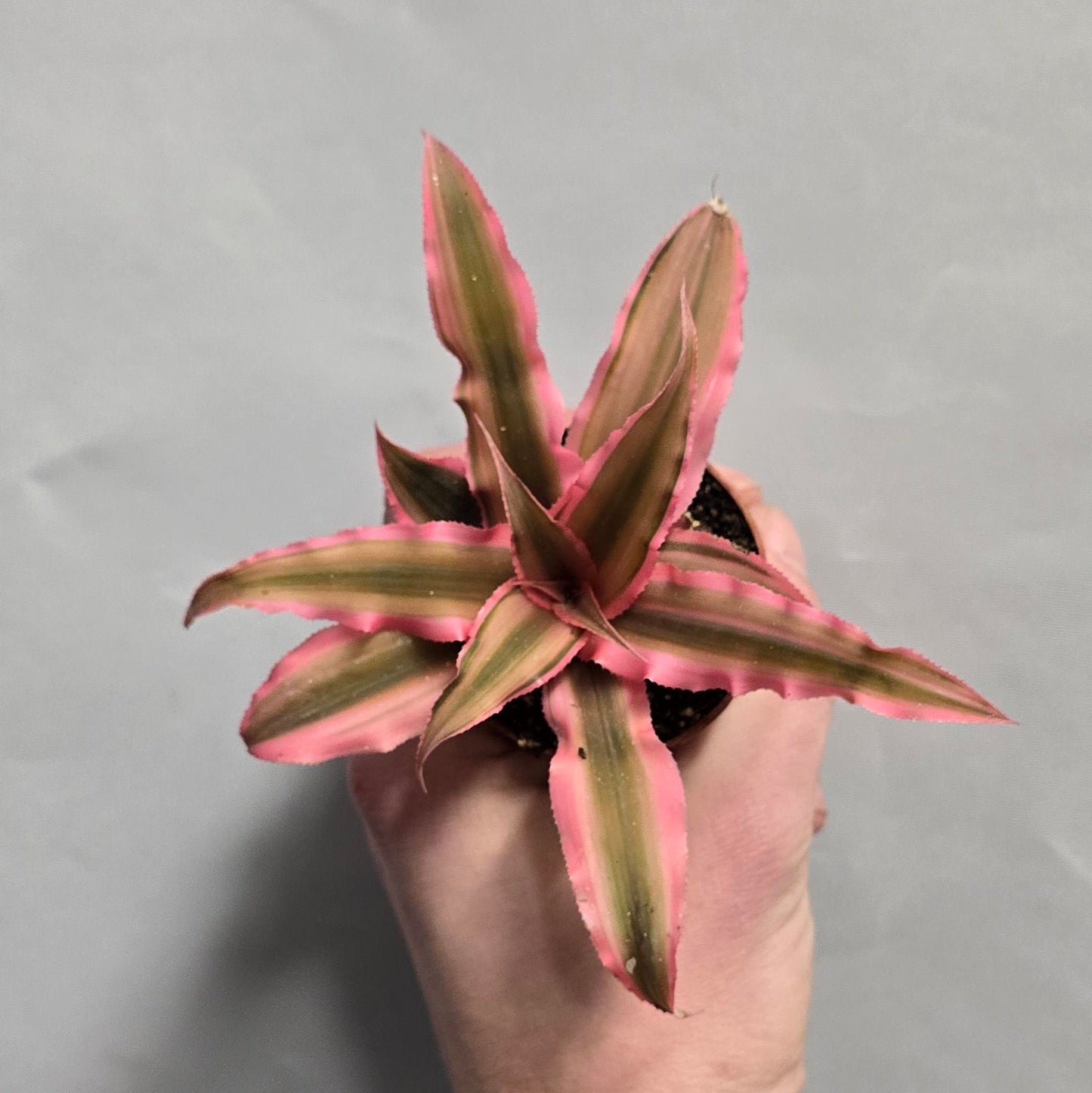 Mini - Cryptanthus Bivittatus Pink Starlight