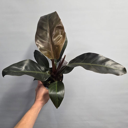 Philodendron Imperial Red