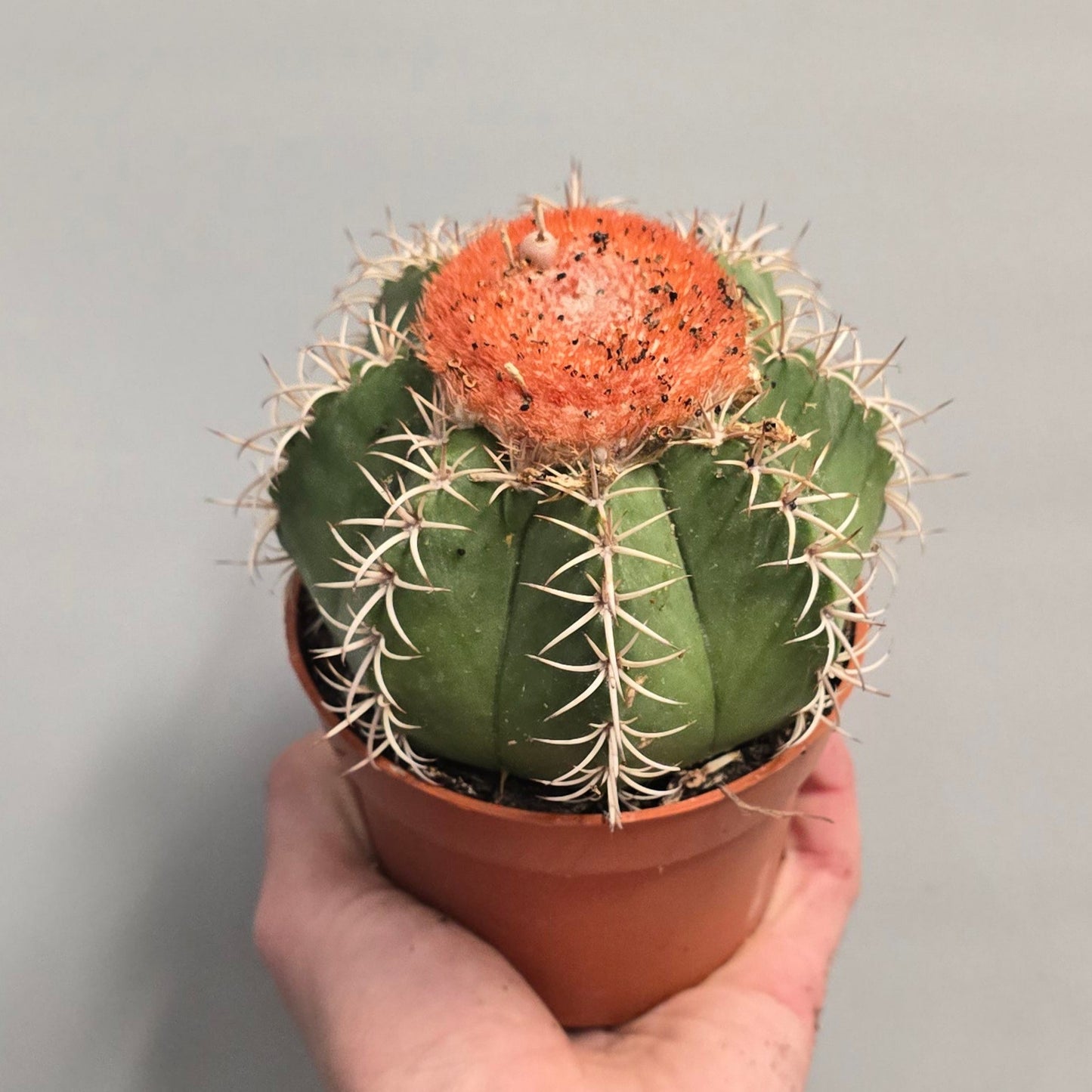 Turk’s Cap Cactus - Melocactus