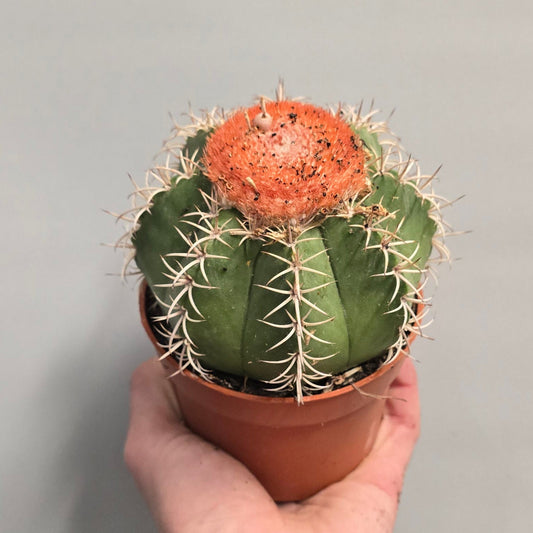 Turk’s Cap Cactus - Melocactus