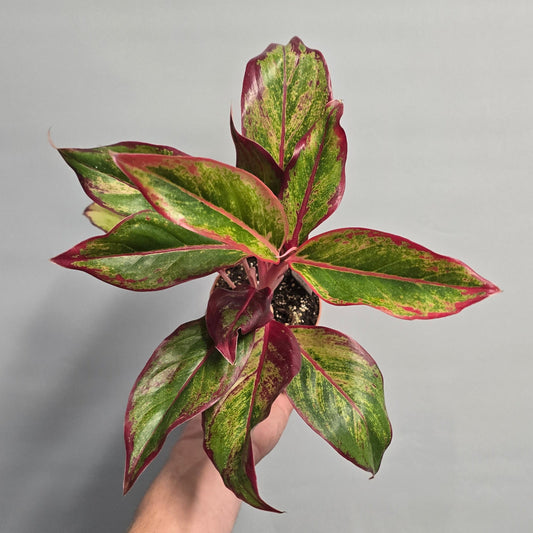 Aglaonema Red Fire