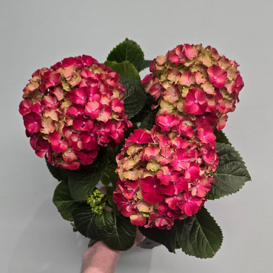 Hydrangea Macrophylla