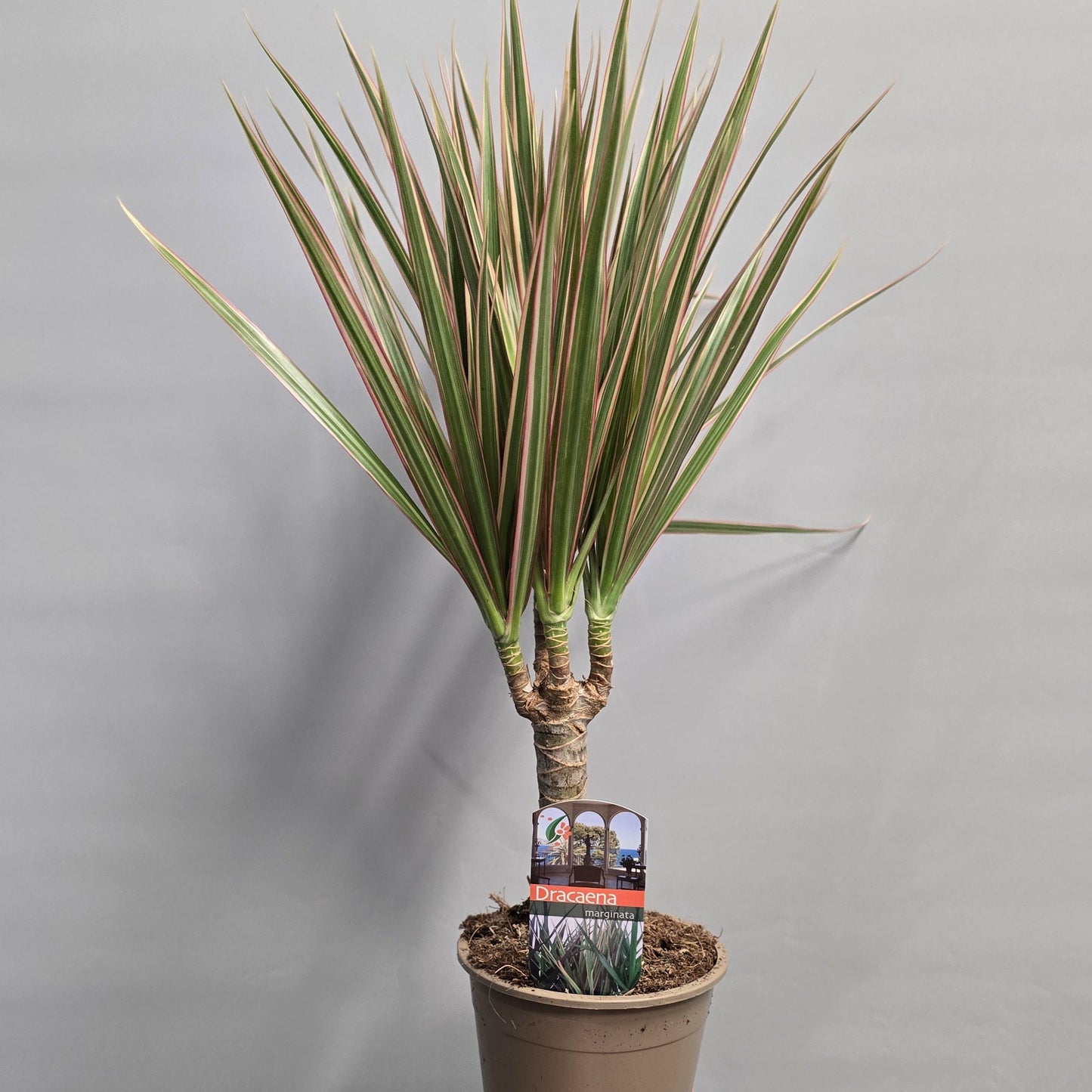 Dracena Mix