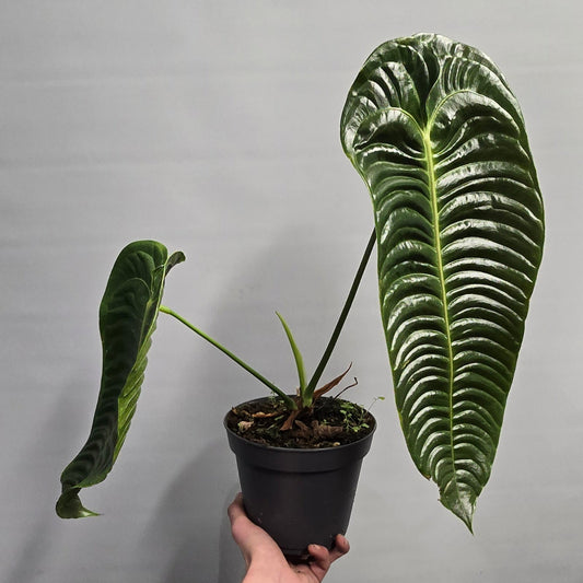 Anthurium Veitchii