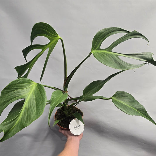 Monstera - Burle Marx Flame