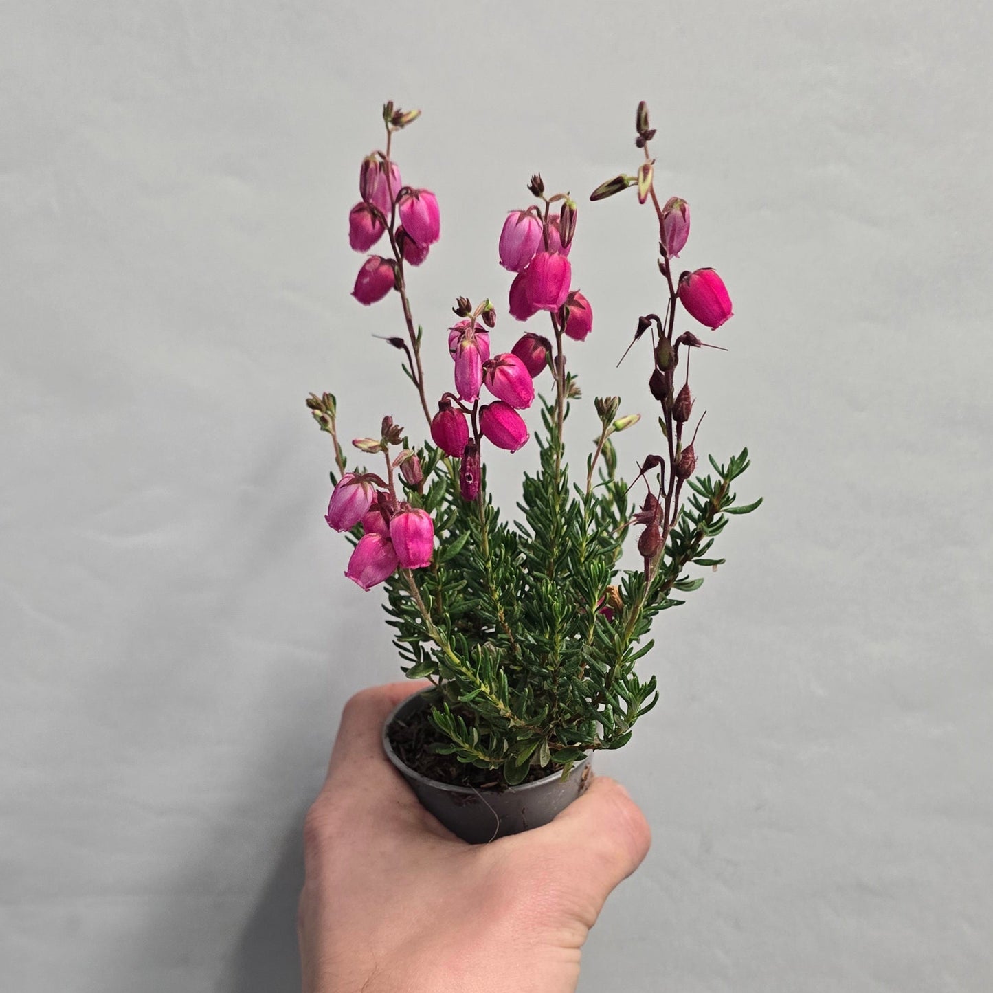 Mini - Irish Heath Gardgirls