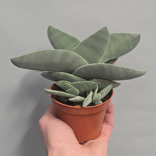 Crassula Boomerang