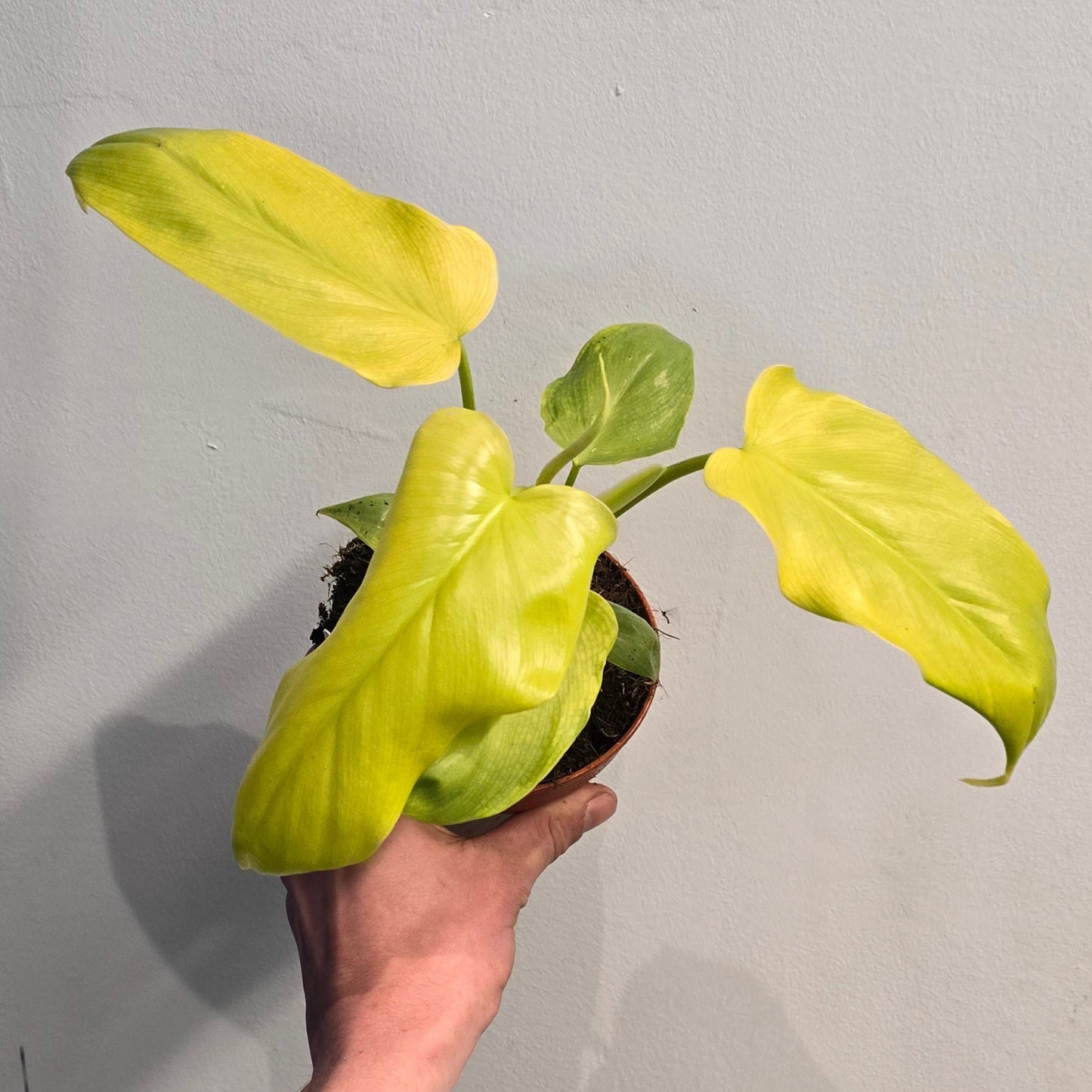 Philodendron Lemon Lime ( Damaged Leafs ) - None Refundable