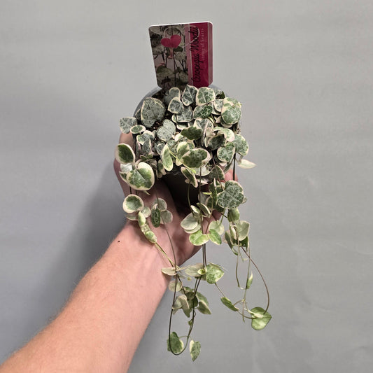 String of Hearts - Variegated