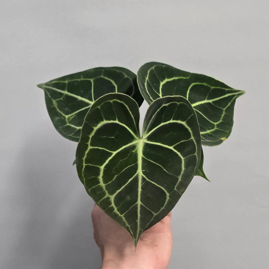 Mini - Anthurium Clarinervium