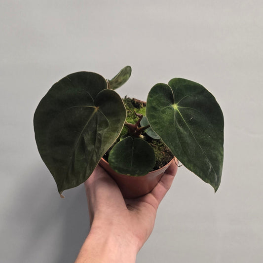 Anthurium Papillilaminum