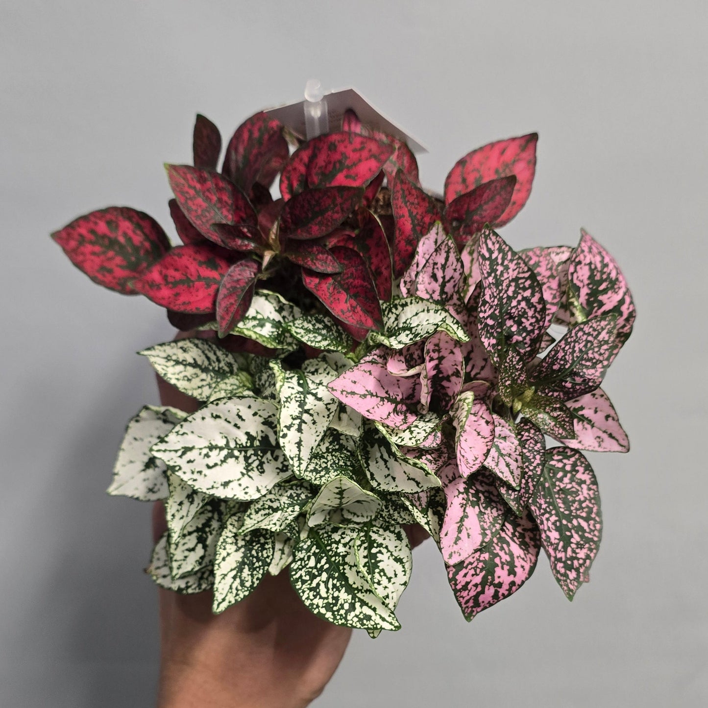 Polka Dot Plant Hypoestes - Mixed Pot
