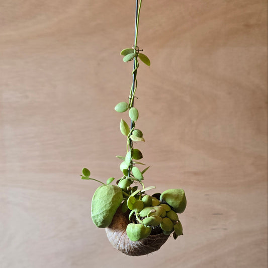 Dischidia Nu Shelly Hang