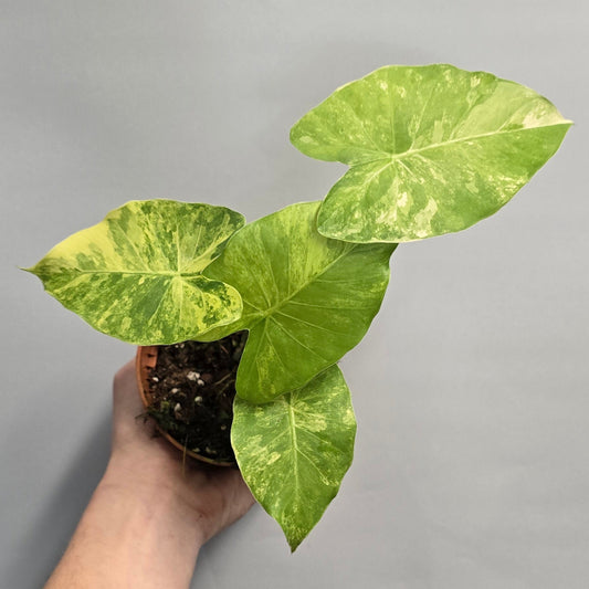 Alocasia Gageana Aurea