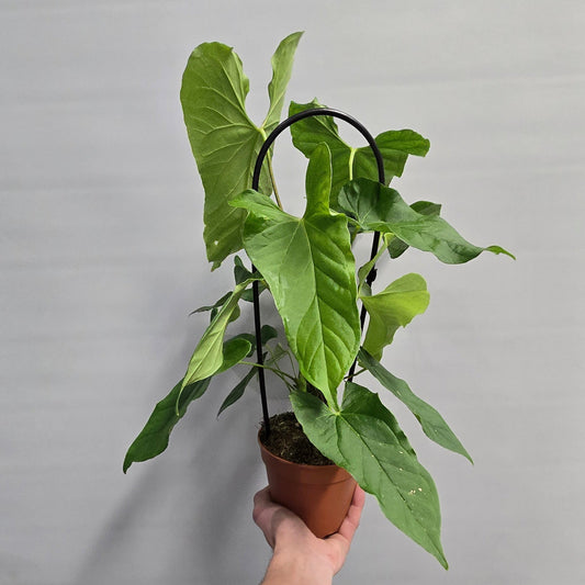 Anthurium Balaoanum